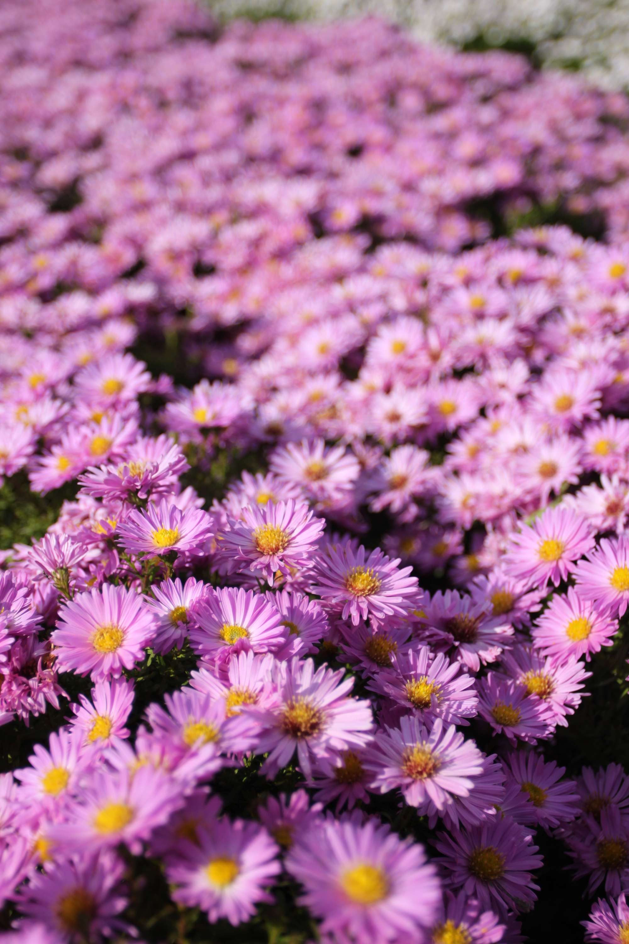 Aster 'Herbstgruss vom Bresserhof'
